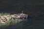 blue heron