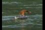 Punk-Duck
