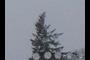 top´o´the tree