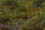 Narthecium americanum