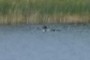 Loon