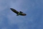 on the wing