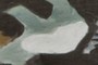 spirit bear