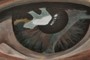 i see