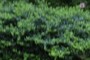 nearbynature holly