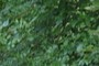 nearbynature ash tree