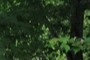 nearbynature maple tree
