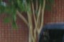 nearbynature crape myrtle