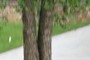 nearbynature river birch