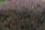 nearbynature loropetalum