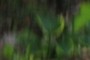 nearbynature hosta