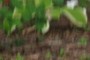 nearbynature hosta