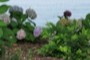 nearbynature hydrangea