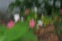 nearbynature impatiens