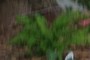nearbynature fern