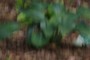 nearbynature hosta