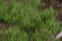 nearbynature spirea