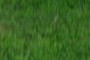 nearbynature grass