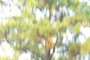 nearbynature pine tree