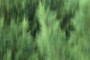nearbynature shrub