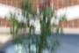 nearbynature bradford pear replacement