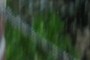 nearbynature boxwood