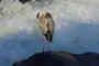 blue heron