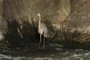 heron