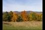 Fall Color