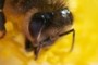 CloseUp2