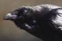 Close Up