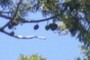 Pinecones
