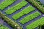 Rice Seedings