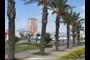 Palm Trees