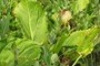 Skunk Cabbage (Symplocarpus foetidus)