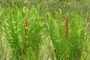 Cinnamon fern (Osmundastrum cinnamomeum)