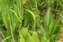 Sedge Species (Carex sp.)