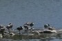 Canada Geese