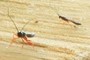 nearbynature insect