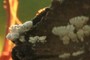 nearbynature fungi