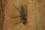 nearbynature fly