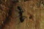 nearbynature ant