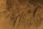 nearbynature exposed ant colony