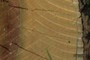 nearbynature chainsaw mark on stump