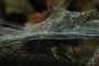 nearbynature spider net