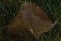 nearbynature dead leaf
