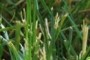 nearbynature grass cut