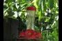 Hummingbird Feeder
