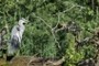 Graureiher / Gray heron