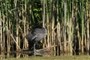 A coot?